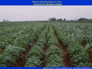 Manejo (Agro)Ecológico do Solo Aumento da (Bio)diversidade Marcelo Venturi -  [email_address]  -  http://agroecologia.ufsc.br 