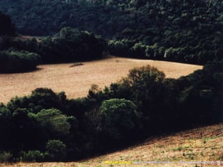 Marcelo Venturi -  [email_address]  -  http://agroecologia.ufsc.br 