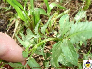 MACHADODAROSA  O Ambiente horta escolar ... LABENSRU DZR CCA UFSC 