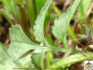 MACHADODAROSA  O Ambiente horta escolar ... LABENSRU DZR CCA UFSC 