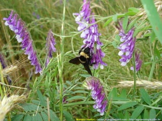 Marcelo Venturi -  [email_address]  -  http://agroecologia.ufsc.br 