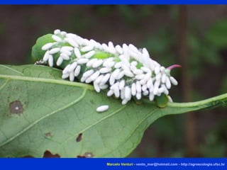 Marcelo Venturi -  [email_address]  -  http://agroecologia.ufsc.br 