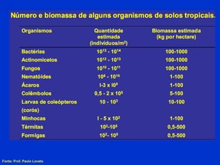 Fonte: Prof. Paulo Lovato 