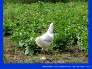 Marcelo Venturi -  [email_address]  -  http://agroecologia.ufsc.br 