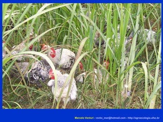 Marcelo Venturi -  [email_address]  -  http://agroecologia.ufsc.br 