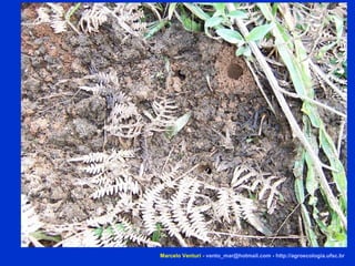 Marcelo Venturi -  [email_address]  -  http://agroecologia.ufsc.br 