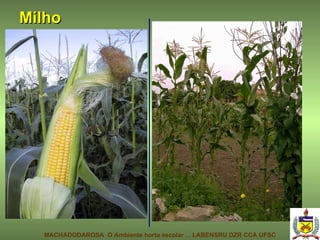 Milho MACHADODAROSA  O Ambiente horta escolar ... LABENSRU DZR CCA UFSC 