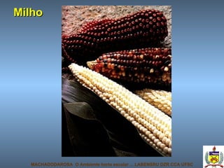 Milho MACHADODAROSA  O Ambiente horta escolar ... LABENSRU DZR CCA UFSC 