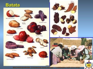 Batata MACHADODAROSA  O Ambiente horta escolar ... LABENSRU DZR CCA UFSC 