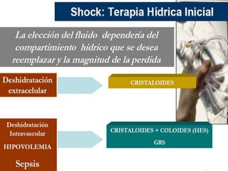 Manejo enfermero del paciente con shock hipovolemico | PPTX