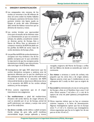 Manejo Sanitario Eficiente de los Cerdos

I-    ORIGEN Y DOMESTICACIÓN

 Los antepasados más remotos de los
  cerdos se remontan a los 40 millones de
  años tal como avalan los fósiles hallados
  en bosques y pantanos de Eurasia. Como
  pariente viviente más lejano queda en
  Etiopía el cerdo del cabo (Oricteropus
  afer) animal de hábitos nocturnos que se
  alimenta de insectos y raíces.

 Los cerdos brindan una oportunidad
  única para el estudio de las distintas razas
  y su domesticación ya que sus ancestros
  salvajes, los jabalíes, actualmente existen
  en diversas partes de Europa, Asia y
  Norte de África. Esto se demuestra al
  comparar muestras de ADN de jabalí con
  los perfiles de ADN de varias razas de
  cerdo doméstico de Europa y Asia.

 Los perfiles de ADN de cerdos domésticos
  europeos son muy similares a los de los
  jabalíes europeos por lo que contradice
  la vieja teoría de que los europeos jamás
  domesticaron al jabalí y que este proceso
  sólo tuvo lugar en el Oriente Medio.                   recogido, originario del Norte de Europa a orillas
                                                         del mar Báltico de donde se extendió por todo el
 Investigadores del siglo XIX observaron que los        continente.
  cerdos domésticos europeos y asiáticos eran de
  apariencia diferente por lo que los clasificaron en • Sus vitatus o stratosus o cerdo de corbata, más
  dos subespecies distintas lo que ha sido confirmado   pequeño que los otros dos y de origen asiático.
  mediante el estudio de la secuencia del ADN           Algunos autores creen que S. mediterraneus es una
  mitocondrial donde se observaron diferencias claras   subespecie del S. scrofa, es decir que se originó de
  en la secuencia del ADN en los cerdos salvajes        él.
  asiáticos y en los europeos.
                                                       Sus scrofa fue domesticado a la vez en varias partes
 Unos autores argumentan que en el origen              de Europa y Asia en el Neolítico hace unos 5 mil
  intervinieron tres subgéneros:                        años. Otros autores 7 mil años a C. a raíz de la
                                                        captura de crías de jabalí (jabatos) principalmente
• Sus mediterraneus o jabalí del mediterráneo.          hembras.
  Ancestro del cerdo ibérico, de origen africano el
  cual se extendió por el sur de Europa, animal de  Otros reportes indican que no hay un consenso
  perfil subcóncavo con cabeza y cuerpo más corto       unánime respecto a la fecha de domesticación.
  que el Sus scrofa ferus.                              Algunos investigadores opinan que fue en Europa
                                                        entre 7 a 3 mil a C. mientras que investigadores
• Sus ferus o scrofa, cerdo céltico o jabalí europeo.   chinos argumentan que fue en la región Sur de ese
  Cerdo salvaje de gran talla, perfil rectilíneo,       país en el año 10 mil a C.
  extremidades largas, cuerpo aplanado y tronco

                     Programa Especial para la Seguridad Alimentaria (PESA), Nicaragua                   11
 