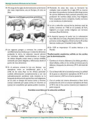 Manejo Sanitario Eficiente de los Cerdos

 A lo largo de los siglos de domesticación se formaron  Partiendo de estas dos razas se formaron las
  dos razas mayoritarias, una en Europa y la otra en      múltiples razas actuales. En el siglo XVI se crearon
  Asia.                                                   dos tipos: Uno productor de bacon (alto, largo, activo,
                                                          de cuartos delanteros lisos y enjutos jamones), otro
   Algunas morfologías porcinas primitivas                productor de manteca (bajo, ancho, muy holgazán,
                                                          lomo arqueado, tronco compacto, muslos carnosos
                                                          y con tendencia al cebamiento).

                                                          La cría y selección racional de las distintas razas de
                                                           cerdos comenzó en 1760 en el condado de York,
                                                           Inglaterra al cruzar cerdas indígenas con verracos
                                                           siameses (Raza Yorkshire)

                                                          En América aparece el cerdo con la colonización
                                                           hace 500 años en Cuba y República Dominicana. Los
                                                           primeros cerdos llegados a América fueron 8 cerdos
                                                           ibéricos traídos por Cristóbal Colón (1493).

                                                         En 1539 se importaron 13 cerdos ibéricos a La
 Los egipcios, griegos y romanos los criaban en          Florida.
  semilibertad procurándose por si solos los alimentos
  probando la tierra. La selección natural eliminó Trasformación anatómica sufrida en los cerdos
  los individuos débiles conformándose un biotipo por la domesticación.
  de cabeza alargada, orejas tiesas y cuerpo endeble,
  sostenido por patas delgadas y defectuosas desde el • Cambios en el tercio delantero y la cabeza, grandes y
  punto de vista alimenticio.                             desarrollados; útiles en los cerdos primitivos para la
                                                          defensa y búsqueda de alimentos (70 % del total del
 En el extremo oriente la cría era distinta, sus         peso)
  ejemplares vivían en semilibertad pero a la
  orilla de las casas. Aquí se les ofrecía particular • Con el desarrollo de la sociedad primitiva y la utilidad
  cuidado (alimentación complementaria) y con esa         de la grasa se obtuvieron ejemplares de 50 % en el
  sobrealimentación perdieron toda iniciativa en la       tercio anterior y 50 % en el tercio posterior.
  búsqueda de alimentos lo que los hizo más holgazanes,
  así se creó un biotipo de hocico corto y enorme, • Con el cambio de criterio alimenticio a favor de la
  cuerpo sostenido por patas cortas; en resumen un        producción de carne se crearon ejemplares de hasta
  cuerpo tan corpulento que apenas podían moverse.        el 70 % más en los cuartos traseros con respecto al
                                                          peso corporal.
                              Cambios ocurridos por la selección artificial




12                  Programa Especial para la Seguridad Alimentaria (PESA), Nicaragua
 
