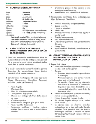 Manejo Sanitario Eficiente de los Cerdos

IV-   CLASIFICACIÓN TAXONÓMICA                               •    Crecimiento precoz de los lechones y más
                                                                  apropiados para el pastoreo.
Reno:                   Animalia                             •    Alta eficiencia en la conversión de alimentos.
Filo:                   Chordata
Clase:                  Mammalia                            Características morfológicas de los cerdos tipo grasa
Orden:                  Artiodáctyla                         (Raza Berkeshire y Polan China)
Suborden:               Suiforme o Suina
Familia:                Suidae                               •    Tamaños medianos y cuerpos redondos.
Subfamilia:             Suinae                               •    Cabeza pequeña.
Género:                 Sus                                  •    Miembros pequeños.
Especie:                (12 especies de cerdos salvajes)     •    Tronco roto.
Especie:                Sus scrofa (cerdo doméstico)         •    Animales cilíndricos y voluminosos (figura de
Subespecie:                                                       tonel grueso)
         Sus scrofa scrofa (África occidental y Europa)      •    Costillas bien arqueadas.
         Sus scrofa ussuricus (Norte de Asia y Japón)        •    Poca profundidad torácica.
         Sus scrofa cristatus (Asia menor y la India)        •    Línea ventral igualmente recta y bastante cerca
         Sus scrofa vittatus (Indonesia)                          del suelo.
                                                             •    Huesos finos.
V-    CARACTERÍSTICAS EXTERNAS                               •    Bajos índices de fertilidad y dificultades en el
      SOBRESALIENTES EN CERDOS SEGÚN                              apareamiento.
      EL PROPÓSITO.
                                                         VI- CARACTERÍSTICAS SOBRESALIENTES
 Existe una correlación morfo-funcional entre las           A TENER EN CUENTA EN LA
  características externas del cerdo y su productividad.     MORFOLOGÍA EXTERNA.
  Por el exterior se puede estimar la productividad de
  un cerdo o su posible rendimiento.                      Región de la cabeza.
                                                           •   Forma ideal obedece a una pirámide cuadrangular
 El estudio del exterior del cerdo también permite            con base en la parte superior.
  determinar las características típicas (índices          •   Tamaño:
  zoométricos) de las diferentes razas.                          - Animales poco mejorados (generalmente
                                                                   es más larga)
 Características morfológicas del cerdo tipo carne              - Animales mejorados (más corta y reducida
  (Razas Duroc-Jersey, Hampshire, Tamworth,                        sobre todo a nivel de la cara)
  Yorkshire, Landrace y Minnesota).                              - En animales jóvenes no hay diferencias
                                                                   marcadas en el tamaño de la cabeza hasta
  •    Cara alargada.                                              después de los 3 meses de edad. Por eso se
  •    Miembros altos.                                             recomienda la selección a partir de los 5 ó
  •    Línea dorsal en ocasiones ensillada.                        6 meses de edad.
  •    Tronco lo más largo posible.                        •   Frente. Muy desarrollada puede ser rectilínea y
  •    Huesos finos sin llegar a la finura de los cerdos       plana o cóncava y redondeada.
       de grasa.                                           •   Hocico de superficie rugosa y circular.
  •    Costillas arqueadas.                                •   Boca. Labios delgados, el superior se continúa
  •    Lomos anchos y largos al igual que el dorso             con el hocico.
  •    Cara y espaldas descarnadas.                        •   En algunas razas se observan apéndices
  •    Sumamente prolíferos y hembras mejores                  pedunculados en la base del cuello llamadas
       madres. Otros autores indican mala habilidad            mamellas. Estos apéndices son características
       materna.                                                morfológicas asociadas a estirpes de cerdos
                                                               ibéricos (España y Portugal) y a razas del tronco
                                                               mediterráneo.

16                   Programa Especial para la Seguridad Alimentaria (PESA), Nicaragua
 