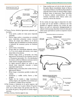 Manejo Sanitario Eficiente de los Cerdos

                                                                               •      Capa: nombre que se le da al color de la piel y
   Cerdo tipo para carne                                                              los pelos: Blanca (tonalidades desde el blanco
                                          Arco fuerte                                 mate hasta el blanco amarillento); Roja (desde el
                                                                  Anca                colorado fuerte hasta el retinto); Negra (negro
                                                                  bien
                                     Flancos suaves             torneada              brillante hasta el pizarroso); Capa manchada
                                     de gran longitud                                 o barcina colores característicos de razas
                                                        Jamones llenos
                        Suave
                                                          y profundos
                                                                                      mestizas. Cinchada (color blanco sobre uno
                     implantación
                      de la paleta                                                    oscuro en forma de cinturón.
                                     Línea inferior firme
                                                                              En los cerdos de capa negra, la absorción de calor
                 Quijada                                                      es mayor por lo que tienden a sofocarse con más
                   bien
                 dibujada                                                     facilidad en regiones calientes. Los cerdos de capa
                                     Pezuñas cortas y fuertes
                                                                              blanca con piel sin coloración (despigmentada) se
                                                                              sofocan menos porque absorben menos el calor, pero
 Tronco. Forma cilíndrica ligeramente aplastada por                          sufren serias quemaduras cuando se exponen mucho
  los lados.                                                               tiempo al sol.
  •     Cruz: ancha y plana en razas poco mejorada                                            Características ideales de una reproductorta
        arqueada.
                                                                                                                Espaldas fuertes algo
  •     Dorso: largo, ancho y musculoso; en animales                                             Lomo amplio    arqueadas y amplias
                                                                             Cola lo más
        poco mejorados presentan escaso músculo                              alto posible                                               Hombros bien definidos

        (dorso de carpa) otro defecto es el dorso                                                                                           Cuello fino

        ensillado, signo de debilidad en animales jóvenes                                                                                           Cabeza fina y
                                                                                                                                                   proporcional al
        e indicativo de sucesivos partos en hembras                                                                                                    cuerpo

        adultas.                                                                                                                       Buena
  •     Lomo: recto y musculoso.                                                              De 14 a 16 tetas bien repartidas
                                                                                              y funcionales. Vientre ancho y
                                                                                                                                       quijada
                                                                           Cuartos traseros
  •     Grupa: debe ser redondeada debiendo rebasar                        proporcionales y              profundo
                                                                               potentes
        2 a 4 cm. de la alzada del animal y con mayor
        desarrollo en los jóvenes.
  •     Vientre: largo, ancho y formando una línea
        ligeramente horizontal. En las hembras entre 8
        a 18 pezones (promedio 10 a 12), distribuidos
        de manera uniforme. Defectos comunes: vientre
        caído, vientre recogido (desnutrición).
  •     La región pectoral: deberá ser ancha lo que
        denota buen desarrollo muscular y buena
        capacidad respiratoria.
  •     Espalda: larga y musculosa, bien unida al tórax y
        ligeramente oblicua.                                                                          Silueta correcta de un verraco
  •     Brazo: largo y musculoso paralelo al plano del
        cuerpo.
  •     Antebrazo y rodilla: ancho, fuerte y bien                                    Defectos comunes del cerdo
        dirigido.                                                                                   Escaso arqueado
                                                                                                                                           Anca muy inclinada
  •     Región de los muslos y nalga: musculosos,                                    Pescuezo
                                                                                     muy largo
                                                                                                         Paletas
                                                                                                         toscas
        anchos, largos y de superficie muy convexa por
                                                                                                               Cuerpo chato
        el volúmen y solidez de los músculos.                                                                                                    Cola implantada
                                                                                                                          Flanco alto              muy debajo
 Piel. Gruesa y resistente en la parte superior del
                                                                                                                                             Jamón chato
  cuerpo y más fina en la parte inferior. El grosor                        Cara demasiado
                                                                              alargada                              Cuerpo
  varía con la edad (viejos más gruesa); más fina en                                                               demasiado
                                                                                      Quijada pesada                 corto
  los cerdos de grasa y más gruesa en cerdos magros                                                                                         Pezuñas débiles
  cárnicos.
 Pelos. Cortos y fuertes según la raza.

                       Programa Especial para la Seguridad Alimentaria (PESA), Nicaragua                                                                      17
 