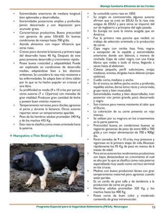 Manejo Sanitario Eficiente de los Cerdos

  •   Extremidades anteriores de mediana longitud,        •   Se consolida como raza en 1850.
      bien aplomadas y desarrolladas.                     •   Su origen es controvertido, algunos autores
  •   Extremidades posteriores amplias y profundas.           afirman que se creó en EEUU. Es la raza más
      Jamón descarnado y con disposición para                 antigua de EEUU y para otros se importó del
      acumular grasa.                                         sur de Inglaterra a principios del siglo pasado.
                                                          •   En Europa no tuvo la misma acogida que en
  •   Características productivas. Buena precocidad
                                                              América.
      con ganancia de peso 550-650. En buenas             •   Fue la primera raza porcina que recibió un
      condiciones de manejo hasta 700 g/día.                  trabajo de selección orientado a la producción
  •   Asimila alimentos con mayor eficiencia que              de carne.
      otras razas.                                        •   Capa negra con cerdas lisas, finas, negras
  •   Crecen poco durante la lactancia y primera tapa         a excepción de la espalda y extremidades
      del desarrollo hasta 40 Kg. Después de este             anteriores donde son blancos, a manera de
      peso presenta desarrollo y crecimiento rápido.          cinchada. Capa de color negro, con una franja
  •   Posee buena rusticidad y adaptabilidad. Puede           blanca que rodea a todo el tórax, llegando a
      ser explotado en condiciones de desarrollo              veces hasta el abdomen.
      medias, adaptándose bien a los distintos            •   Cabeza pequeña, perfil subcóncavo, orejas
                                                              medianas, erectas, dirigidas hacia delante (orejas
      ambientes. Se considera la raza más resistente a
                                                              asiáticas).
      las enfermedades. Se adapta bien al clima cálido    •   Cuello corto, mediano y ancho.
      por lo que se ha hecho popular en crianzas al       •   En el tronco se define pecho ancho y profundo,
      aire libre.                                             espaldas anchas, dorso lomo recto y encorvado,
  •   Su prolificidad es media (9 a 10 crías por parto)       grupa recta y bien musculada.
      otros autores (7 a 12/partos) con manadas de        •   Extremidades medias y bien desarrolladas, tren
      gran vitalidad. Producen gran cantidad de leche         posterior con jamón grande, poco descarnado
      y poseen buen instinto materno.                         y negro.
  •   Temperamento nervioso, poco dóciles, agresivas      •   Son rústicos pero menos resistente al calor que
      al parto y durante la lactancia. Otros autores          el Duroc.
      reportan tener un temperamento apacible.            •   La coloración de su carne presenta un rojo
                                                              intenso.
  •   Peso de las hembras adultas promedian 340 Kg.
                                                          •   Se utilizan por su magrura en los cruzamientos
      y de los machos 435 Kg.                                 en la parte paterna.
  •   Esta raza se clasifica como mixta orientada hacia   •   Precocidad buena; en condiciones buenas se
      la paterna.                                             registran ganancias de peso de entre 600 a 700
                                                              g/día y con mejor alimentación de 700 a 900g/
 Hampshire o Thin Rind (piel fina)                           día.
                                                          •   Paren camadas de 9 a 10 crías, muy precoces y
                                                              vigorosas en la primera etapa de vida. Alcanzan
                                                              rápidamente los 95 Kg. de peso en menos de 6
                                                              meses de edad.
                                                          •   Para otros autores los rendimientos productivos
                                                              son bajos destacándose en crecimiento el cual
                                                              es alto por lo que se clasifica como raza paterna
                                                              especializada muy usado como verraco terminal
                                                              en los cruces.
                                                          •   Madres con buena producción láctea con gran
                                                              temperamento maternal pero agresivas cuando
                                                              están paridas.
                                                          •   Es un cerdo de gran talla y de tendencia a la
                                                              producción de carne sin grasa.
                                                          •   Hembras adultas promedian 320 Kg. y los
                                                              machos hasta los 400 Kg.
                                                          •   Posee carne de buen color y moderado
                                                              contenido de grasa intramuscular.

                   Programa Especial para la Seguridad Alimentaria (PESA), Nicaragua                         19
 