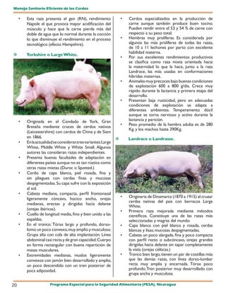 Manejo Sanitario Eficiente de los Cerdos

     •   Esta raza presenta el gen (RN), rendimiento           •   Cerdos especializados en la producción de
         Napole el que provoca mayor acidificación del             carne aunque también produce buen tocino.
         músculo y hace que la carne pierda más del                Pueden rendir entre el 53 y 54 % de carne con
         doble de agua que lo normal durante la cocción            respecto a su peso total.
         lo que disminuye el rendimiento en el proceso         •   Hembras muy prolíferas. Es considerada por
         tecnológico (efecto Hampshire).                           algunos las más prolíferas de todas las razas,
                                                                   de 10 a 11 lechones por parto con excelente
                                                                   habilidad materna.
        Yorkshire o Large White.
                                                               •   Por sus excelentes rendimientos productivos
                                                                   se clasifica como raza mixta orientada hacia
                                                                   la maternidad lo que la hace, junto a la raza
                                                                   Landrace, las más usadas en conformaciones
                                                                   híbridas maternas.
                                                               •   Animales muy precoces bajo buenas condiciones
                                                                   de explotación 600 a 800 g/día. Crece muy
                                                                   rápido durante la lactancia y primera etapa del
                                                                   desarrollo.
                                                               •   Presentan baja rusticidad, pero en adecuadas
                                                                   condiciones de explotación se adapta a
                                                                   diferentes ambientes. Temperamento dócil
                                                                   aunque se torna nervioso y activo durante la
     •   Originada en el Condado de York, Gran                     lactancia y parición.
                                                               •   Peso promedio de la hembra adulta es de 280
         Bretaña mediante cruces de cerdos nativos
                                                                   Kg. y los machos hasta 390Kg.
         (Leicestershire) con cerdos de China y de Siam
         en 1866.                                                 Landrace o Landrasse.
     •   En la actualidad se consideran tres variantes:Large
         White, Middle White y White Small. Algunos
         autores las consideran razas independientes.
     •   Presenta buenas facultades de adaptación en
         diferentes países aunque no es tan rústica como
         otras razas mixtas (Duroc o Spotted.)
     •   Cerdo de capa blanca, piel rosada, fina y
         sin pliegues con cerdas finas y mucosas
         despigmentadas. Su capa sufre con la exposición
         al sol.
     •   Cabeza mediana, compacta, perfil frontonasal
         ligeramente cóncavo, hocico ancho, orejas             •   Originaria de Dinamarca (1870 a 1915) al cruzar
                                                                   cerdas nativas del país con berracos Large
         medianas, erectas y dirigidas hacia delante
                                                                   White.
         (orejas ibéricas).                                    •   Primera raza mejorada mediante métodos
     •   Cuello de longitud media, fino y bien unido a las         científicos. Constituye una de las razas más
         espaldas.                                                 seleccionadas y magras del mundo.
     •   En el tronco: Tórax largo y profundo, dorso-          •   Capa blanca con piel blanca y rosada, cerdas
         lomo un poco convexo, muy amplio y musculoso.             blancas y lisas; mucosas despigmentadas.
         Grupa alta con cola de alta implantación. Línea       •   Cabeza un poco alargada, fina y poco compacta
         abdominal casi recta y de gran capacidad. Cuerpo          con perfil recto o subcóncavo, orejas grandes
         en forma rectangular con buena repartición de             dirigidas hacia delante sin tapar completamente
         masas musculares.                                         la vista (orejas célticas.)
     •   Extremidades medianas, muslos ligeramente             •   Tronco bien largo, tienen un par de costillas más
         convexos con jamón bien desarrollado y amplio,            que las demás razas, con línea dorso-lumbar
         un poco descendido con un tren posterior de               recta muy amplia y encarnada. Tórax poco
         poca adiposidad.                                          profundo. Tren posterior muy desarrollado con
                                                                   grupa ancha y musculosa.

20                    Programa Especial para la Seguridad Alimentaria (PESA), Nicaragua
 