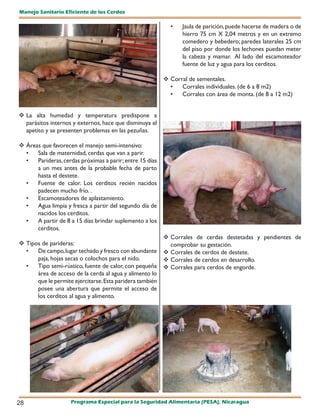Manejo Sanitario Eficiente de los Cerdos

                                                            •    Jaula de parición, puede hacerse de madera o de
                                                                 hierro 75 cm X 2,04 metros y en un extremo
                                                                 comedero y bebedero; paredes laterales 25 cm
                                                                 del piso por donde los lechones puedan meter
                                                                 la cabeza y mamar. Al lado del escamoteador
                                                                 fuente de luz y agua para los cerditos.

                                                           Corral de sementales.
                                                            •   Corrales individuales. (de 6 a 8 m2)
                                                            •   Corrales con área de monta. (de 8 a 12 m2)


 La alta humedad y temperatura predispone a
  parásitos internos y externos, hace que disminuya el
  apetito y se presenten problemas en las pezuñas.

 Áreas que favorecen el manejo semi-intensivo:
  •   Sala de maternidad, cerdas que van a parir.
  •   Parideras, cerdas próximas a parir; entre 15 días
      a un mes antes de la probable fecha de parto
      hasta el destete.
  •   Fuente de calor. Los cerditos recién nacidos
      padecen mucho frío. .
  •   Escamoteadores de aplastamiento.
  •   Agua limpia y fresca a partir del segundo día de
      nacidos los cerditos.
  •   A partir de 8 a 15 días brindar suplemento a los
      cerditos.
                                                         Corrales de cerdas destetadas y pendientes de
 Tipos de parideras:                                     comprobar su gestación.
  •   De campo, lugar techado y fresco con abundante  Corrales de cerdos de destete.
      paja, hojas secas o colochos para el nido.         Corrales de cerdos en desarrollo.
  •   Tipo semi-rústico, fuente de calor, con pequeña  Corrales para cerdos de engorde.
      área de acceso de la cerda al agua y alimento lo
      que le permite ejercitarse. Esta paridera también
      posee una abertura que permite el acceso de
      los cerditos al agua y alimento.




28                  Programa Especial para la Seguridad Alimentaria (PESA), Nicaragua
 