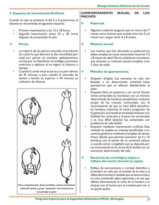 Manejo Sanitario Eficiente de los Cerdos

 Esquema de Inseminación Artificial.                             COMPORTAMIENTO                SEXUAL        DE     LOS
                                                                  MACHOS
Cuando el celo se presenta el día 5 y 6 posteriores al
destete se recomienda el siguiente esquema:                              Pubertad.

    •    Primera inseminación a las 12 y 18 horas.                    •   Algunos criadores aseguran que se inicia a los 7
    •    Segunda inseminación entre 24 y 30 horas                         meses, otros estiman que sucede entre los 5 y 6
         después de presentado el celo.                                   meses con rangos entre 4 y 8 meses.

       Partos.                                                          Madurez sexual.

    •    La mayoría de los partos naturales se producen     •             Los machos que han alcanzado su pubertad no
         de noche lo que favorece la alta mortalidad peri                 deben emplearse como sementales hasta los 7.5
         natal por partos no asistidos, aplastamientos,                   a 8 meses de edad. Otros cuidadores consideran
         artritis por no desinfectar el ombligo y procesos                que alcanzan su madurez sexual completa a los
         entéricos o sépticos al no ingerir el calostro a                 2 años de edad.
         tiempo.
    •    Cuando la cerda inicia el parto y no pare dentro                Métodos de apareamiento.
         de 45 minutos o bien cuando el intervalo de
         lechón a lechón es superior a 45 minutos es        •             Empadre dirigido: Las marranas en celo son
         indicativo de distocia.                                          llevadas a un determinado semental hasta
                                                                          percatarnos que se efectuó debidamente el
                                                                          salto.
                                                                      •   Empadre libre, en pastoreo o en corral: Donde
                                                                          varios sementales se mantienen con un número
                                                                          determinado de hembras sexualmente maduras;
                                                                          propia de las crianzas comerciales con el
                                                                          inconveniente de que se hace difícil identificar
                                                                          las hembras cubiertas, el macho progenitor de
                                                                          la gestación. Las hembras enceladas lesionan con
                                                                          facilidad los testículos y el pene los sementales
                                                                          y es muy difícil detectar los sementales con
                                                                          problemas de infertilidad.
                                                                      •   Empadre mediante inseminación artificial: Este
                                                                          método se emplea en crianzas tecnificadas o en
                                                                          centros genéticos mediante el empleo de semen
                                                                          fresco diluido que permite inseminar de 4 a 10
                                                                          hembras con el semen de un semental valioso,
                                                                          o usando semen congelado que se deposita por
                                                                          vía instrumental en la cérvix de la hembra en un
                                                                          momento determinado del celo.

                                                                         Secuencia de cronológica etapas o
                                                                          reflejos del macho durante la cópula.

                                                                      •   Reflejo de acercamiento o cortejo: Identifica a
                                                                          la hembra en celo por el sentido de la vista y el
                                                                          olfato (feromonas) a medida que se acerca masca
                                                                          en seco emitiendo saliva espumosa, a la vez que
                                                                          olfatea directamente la vulva de la hembra y la
        Vulva congestionada, ijares hundidos, mamas tumefactas,           empuja con el hocico por el costado para ver si
          caída del vientre y grupa "quebrada" son síntomas de            se queda quieta.
                          proximidad al parto


                        Programa Especial para la Seguridad Alimentaria (PESA), Nicaragua                               31
 