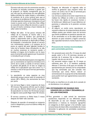 Manejo Sanitario Eficiente de los Cerdos

         Durante toda esta serie de ceremonias sexuales      •   Después de efectuado el segundo salto se
         el macho ya excitado comienza a gotear por              verifica la gestación. esto requiere enviar de
         el prepucio un líquido transparente que no              nuevo a la cerda a los 21 días al semental para
         son más que las secreciones de unas glándulas           comprobar si repite el celo.
         bulbo-uretrales las cuales limpian y neutralizan    •   Los verracos jóvenes al no tener experiencia no
         el conducto de la orina (uretra) para que el            realizan los reflejos en orden y sus intervalos
         semen pase sin problemas. A medida que avanza           los hacen más rápido, en ocasiones montan a
         el tiempo aparece el pene por el prepucio el cual
                                                                 la hembra por delante por lo que debemos ser
         mueve su punta como un barreno. Este reflejo
         es conocido como reflejo de erección y a partir         pacientes y colocarlos en la posición correcta
         de aquí el macho comienza a hacer intentos de           sin pegarle.
         saltar sobre la hembra.                             •   Al adquirir un cerdo como reproductor es
                                                                 necesario observar el comportamiento de estos
     •   Reflejo del salto: A los pocos minutos del              reflejos puesto que existen casos de verracos
         reflejo de la erección, el macho salta y se             que tienen problemas en penetrar, eyacular, etc.
         acomoda sobre la hembra que permanece            •      A los sementales no se les debe permitir que
         quieta y soportando todo su peso. Luego de              alcancen un peso excesivo y logren conservar
         acomodado el semental, se desarrolla el reflejo         alta capacidad durante la monta hasta los 6 ó 7
         de búsqueda e introducción donde el verraco             años.
         con movimientos suaves y el contacto de la
         punta en espiral del pene (glande) localiza la         Frecuencia de montas recomendadas
         vulva de la hembra hasta introducirlo en ella,          para sementales porcinos.
         en muchas ocasiones es necesario ayudar a
         localizar el órgano de la hembra con la mano
                                                          •      Un semental joven entre 8 y 12 meses de edad
         pues el semental puede agotarse por la posición
         o introducirlo por el recto.                            puede cubrir a 8 ó 10 marranas durante un
                                                                 período de 4 semanas. No se debe poner a
         Una vez introducido el pene pasan unos segundos         copular más de una vez al día.
         por su movimiento en espiral se introduce en la     •   Un semental maduro mayor de 12 meses es
         cérvix de la cerda y cuando el verraco siente           suficiente para 10 a 12 hembras pudiendo
         la presión del glande; en el sitio se origina el        efectuar 2 servicios al día pero sin exceder 10
         reflejo de la eyaculación que dura entre 5 y 7          apareamientos por semanas. Se ha comprobado
         minutos o más en los que el verraco permanece           que hay sementales que dan camadas más
         sin moverse.                                            numerosas que otros. Nunca colocar un
                                                                 semental joven en un grupo de cerdas destetadas
     •   La eyaculación en estas especies es muy                 pues puede morir por agotamientoa causa de la
         demorada porque evacua todo el contenido el             excitación.
         semen (40 a 50ml) y las secreciones las hace
         por parte.
                                                          El macho no interfiere en el cuido de la camada (ni
     •   Los verracos llegan a tener orgasmos de hasta     en domésticos, ni en salvajes)
         30 minutos. Hay quienes afirman que la cópula
         para que sea efectiva deberá tener un período XIII- ESTÁNDARES DE MANEJO MÁS
         de eyaculación no menor de 10 minutos aunque         USADOS EN LA CRÍA Y DESARROLLO
         en algunos casos puede llegar hasta 45 minutos.      DE LOS PORCINOS

     •   El verraco conserva su líbido hasta 5 meses  Para garantizar a cada animal las atenciones
         después de haber sido castrado.                  zootécnicas requeridas en sus diferentes etapas
                                                          de desarrollo ya sea con manejos tecnificados,
     •   Después de eyacular el semental se comporta      semirústicos o rústicos; es necesario agruparlos
         como si despertara y ocurre el último reflejo de en categorías, es decir, agrupar a los animales cuyas
         la desmonta.                                     características de desarrollo y necesidades de crianza
                                                          demanden la aplicación de actividades zootécnicas
                                                          comunes.

32                    Programa Especial para la Seguridad Alimentaria (PESA), Nicaragua
 