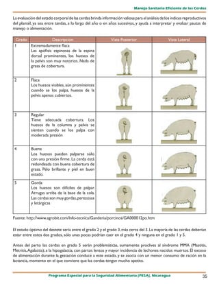 Manejo Sanitario Eficiente de los Cerdos

La evaluación del estado corporal de las cerdas brinda información valiosa para el análisis de los índices reproductivos
del plantel, ya sea entre tandas, a lo largo del año o en años sucesivos, y ayuda a interpretar y evaluar pautas de
manejo o alimentación.

 Grado              Descripción                             Vista Posterior                     Vista Lateral
1      Extremadamente flaca
       Las apófisis espinosas de la espina
       dorsal prominentes, los huesos de
       la pelvis son muy notorios. Nada de
       grasa de cobertura.


2          Flaca
           Los huesos visibles, aún prominentes
           cuando se los palpa, huesos de la
           pelvis apenas cubiertos.



3          Regular
           Tiene adecuada cobertura. Los
           huesos de la columna y pelvis se
           sienten cuando se los palpa con
           moderada presión


4          Buena
           Los huesos pueden palparse sólo
           con una presión firme. La cerda está
           redondeada con buena cobertura de
           grasa. Pelo brillante y piel en buen
           estado.
5          Gorda
           Los huesos son difíciles de palpar.
           Arrugas arriba de la base de la cola.
           Las cerdas son muy gordas, perezosas
           y letárgicas


Fuente: http://www.agrobit.com/Info-tecnica/Ganderia/porcinos/GA000012po.htm

El estado óptimo del destete sería entre el grado 2 y el grado 3, más cerca del 3. La mayoría de las cerdas deberían
estar entre estos dos grados, sólo unas pocas podrían caer en el grado 4 y ninguna en el grado 1 y 5.

Antes del parto las cerdas en grado 5 serán problemáticas, sumamente proclives al síndrome MMA (Mastitis,
Metritis, Agalactia); a la hipogalactia, con partos lentos y mayor incidencia de lechones nacidos muertos. El exceso
de alimentación durante la gestación conduce a este estado, y se asocia con un menor consumo de ración en la
lactancia, momento en el que conviene que las cerdas tengan mucho apetito.


                      Programa Especial para la Seguridad Alimentaria (PESA), Nicaragua                              35
 