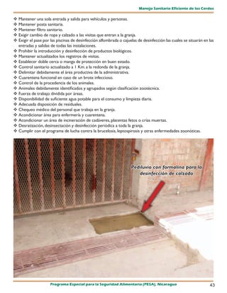 Manejo Sanitario Eficiente de los Cerdos

 Mantener una sola entrada y salida para vehículos y personas.
 Mantener posta sanitaria.
 Mantener filtro sanitario.
 Exigir cambio de ropa y calzado a las visitas que entran a la granja.
 Exigir el pase por las piscinas de desinfección alfombrada o cajuelas de desinfección las cuales se situarán en las
  entradas y salidas de todas las instalaciones.
 Prohibir la introducción y desinfección de productos biológicos.
 Mantener actualizados los registros de visitas.
	Establecer doble cerca o manga de protección en buen estado.
	Control sanitario actualizado a 1 Km. a la redonda de la granja.
 Delimitar debidamente el área productiva de la administrativa.
 Cuarentena funcional en caso de un brote infeccioso.
 Control de la procedencia de los animales.
 Animales debidamente identificados y agrupados según clasificación zootécnica.
 Fuerza de trabajo dividida por áreas.
 Disponibilidad de suficiente agua potable para el consumo y limpieza diaria.
 Adecuada disposición de residuales.
 Chequeo médico del personal que trabaja en la granja.
 Acondicionar área para enfermería y cuarentena.
 Acondicionar un área de incineración de cadáveres, placentas fetos o crías muertas.
	Desratización, desinsectación y desinfección periódica a toda la granja.
 Cumplir con el programa de lucha contra la brucelosis, leptospirosis y otras enfermedades zoonóticas.




                                                                    Pediluvio con formalina para la
                                                                       desinfección de calzado




                     Programa Especial para la Seguridad Alimentaria (PESA), Nicaragua                            43
 