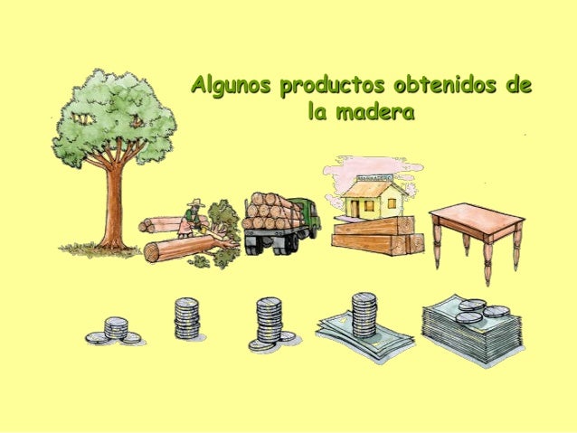 Manejo forestal