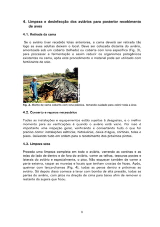 9
4. Limpeza e desinfecção dos aviários para posterior recebimento
de aves
4.1. Retirada da cama
Se o aviário tiver recebido lotes anteriores, a cama deverá ser retirada tão
logo as aves adultas deixem o local. Deve ser colocada distante do aviário,
amontoada sob um coberto (telhado) ou coberta com lona específica (Fig. 3),
para processar a fermentação e assim reduzir os organismos patogênicos
existentes na cama, após este procedimento o material pode ser utilizado com
fertilizante de solo.
Fig. 3. Monte de cama coberto com lona plástica, tomando cuidado para cobrir toda a área
4.2. Conserto e reparos necessários
Todas as instalações e equipamentos estão sujeitas à desgastes, e o melhor
momento para as verificações é quando o aviário está vazio. Por isso é
importante uma inspeção geral, verificando e consertando tudo o que for
preciso como: instalações elétricas, hidráulicas, caixa d'água, cortinas, telas e
pisos. Deixando tudo em ordem para o recebimento dos próximos pintos.
4.3. Limpeza seca
Proceda uma limpeza completa em todo o aviário, varrendo as cortinas e as
telas do lado de dentro e de fora do aviário, varrer as telhas, tesouras postes e
laterais do aviário e especialmente, o piso. Não esquecer também de varrer a
parte externa, raspar as muretas e locais que tenham crostas de fezes. Após,
queimar com lança-chamas (Fig. 4), todas as penas dentro e próximas ao
aviário. Só depois disso comece a lavar com bomba de alta pressão, todas as
partes do aviário, com jatos na direção de cima para baixo afim de remover o
restante da sujeira que ficou.
Foto:LevinoBassi
 