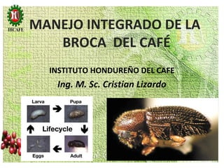 MANEJO INTEGRADO DE LA
BROCA DEL CAFÉ
INSTITUTO HONDUREÑO DEL CAFE
Ing. M. Sc. Cristian Lizardo
 