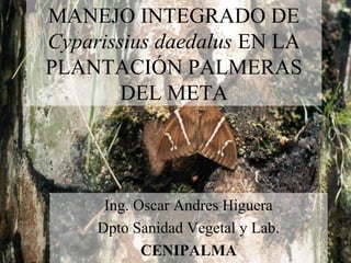 MANEJO INTEGRADO DE
Cyparissius daedalus EN LA
PLANTACIÓN PALMERAS
DEL META
Ing. Oscar Andres Higuera
Dpto Sanidad Vegetal y Lab.
CENIPALMA
 