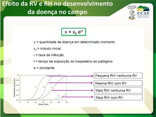 Efeito da RV e RH no desenvolvimento
da doença no campo
 
