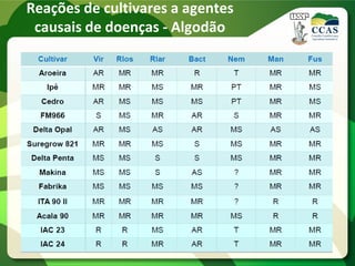 Reações de cultivares a agentes
causais de doenças - Algodão
 