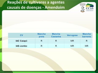 Reações de cultivares a agentes
causais de doenças - Amendoim
 