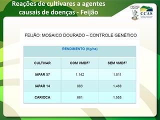 Reações de cultivares a agentes
causais de doenças - Feijão
 
