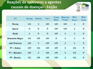Reações de cultivares a agentes
causais de doenças - Feijão
 