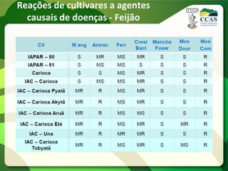Reações de cultivares a agentes
causais de doenças - Feijão
 