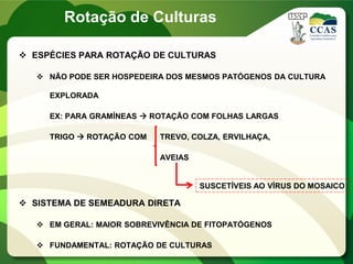  ESPÉCIES PARA ROTAÇÃO DE CULTURAS
 NÃO PODE SER HOSPEDEIRA DOS MESMOS PATÓGENOS DA CULTURA
EXPLORADA
EX: PARA GRAMÍNEAS  ROTAÇÃO COM FOLHAS LARGAS
TRIGO  ROTAÇÃO COM TREVO, COLZA, ERVILHAÇA,
AVEIAS
 SISTEMA DE SEMEADURA DIRETA
 EM GERAL: MAIOR SOBREVIVÊNCIA DE FITOPATÓGENOS
 FUNDAMENTAL: ROTAÇÃO DE CULTURAS
SUSCETÍVEIS AO VÍRUS DO MOSAICO
Rotação de Culturas
 