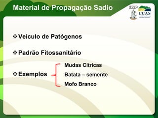 Material de Propagação Sadio
Veículo de Patógenos
Padrão Fitossanitário
Exemplos
Mudas Cítricas
Batata – semente
Mofo Branco
 