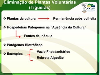 Eliminação de Plantas Voluntárias
(Tigueras)
 Plantas da cultura Permanência após colheita
 Hospedeiras Patógenos na “Ausência da Cultura”
 Patógenos Biotróficos
 Exemplos
Vazio Fitossanitários
Rebrota Algodão
Fontes de Inóculo
 