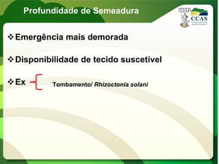 Profundidade de Semeadura
Emergência mais demorada
Disponibilidade de tecido suscetível
Ex Tombamento/ Rhizoctonia solani
 