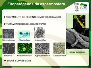 Fitopatógenos da espermosfera
 TRATAMENTO DE SEMENTES/ MICROBIOLIZAÇÃO
TRATAMENTO DO SOLO/SUBSTRATO
Trichoderma
ChaetomiumAgrobacteriumBacillus
Gliocladium Aspergillus
Pseudomonas
PARASITISMO
 SOLOS SUPRESSIVOS
 
