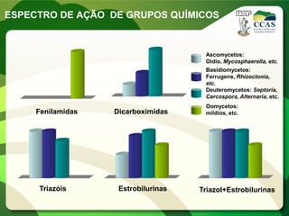 ESPECTRO DE AÇÃO DE GRUPOS QUÍMICOS
0
100
0
100
0
100
0
100
Triazóis
Fenilamidas
Estrobilurinas
Dicarboximidas
Ascomycetos:
Oidio, Mycosphaerella, etc.
Basidiomycetos:
Ferrugens, Rhizoctonia,
etc.
Deuteromycetos: Septoria,
Cercospora, Alternaria, etc.
Oomycetos:
míldios, etc.
0
100
Triazol+Estrobilurinas
 