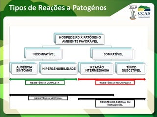 Tipos de Reações a Patogénos
 