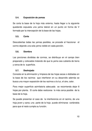10
5.4. Exposición de yemas
Se corta la base de la hoja más externa, hasta llegar a la siguiente
quedando expuesta una yema lateral en un punto en forma de V
formado por la intercepción de la base de las hojas.
5.5. Corte
Descubiertas todas las yemas posibles, se procede al fraccionar el
cormo dejando una sola yema visible en cada porción.
5.6. Siembra
Las porciones divididas de cormos, se distribuye en el campo bien
preparado y colocados tratando de que la yema sea cubierta de tierra
y cerca de la superficie.
5.7. Deshojado
Consiste en la eliminación y limpieza de las hojas secas o dobladas en
la base de los racimos que interfieren en su desarrollo además se
busca una mayor exposición de los racimos a la luz, el aire, calor.
Para mejor superficie asimilatoria adecuada se recomienda dejar 8
hojas por planta. El corte debe realizarse lo más cerca posible de la
base de la hoja.
Se puede presentar el caso de la interferencia en el racimo, de una
hoja joven y sana; una parte de la hoja puede eliminarse cortándola
para que el resto cumpla su función.
 