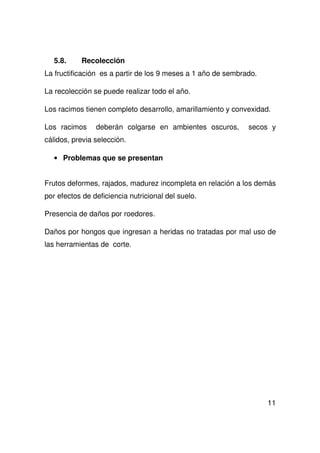 11
5.8. Recolección
La fructificación es a partir de los 9 meses a 1 año de sembrado.
La recolección se puede realizar todo el año.
Los racimos tienen completo desarrollo, amarillamiento y convexidad.
Los racimos deberán colgarse en ambientes oscuros, secos y
cálidos, previa selección.
• Problemas que se presentan
Frutos deformes, rajados, madurez incompleta en relación a los demás
por efectos de deficiencia nutricional del suelo.
Presencia de daños por roedores.
Daños por hongos que ingresan a heridas no tratadas por mal uso de
las herramientas de corte.
 