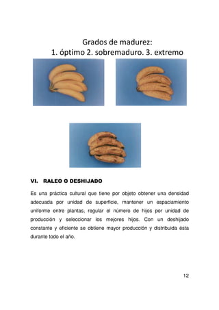 12
Es una práctica cultural que tiene por objeto obtener una densidad
adecuada por unidad de superficie, mantener un espaciamiento
uniforme entre plantas, regular el número de hijos por unidad de
producción y seleccionar los mejores hijos. Con un deshijado
constante y eficiente se obtiene mayor producción y distribuida ésta
durante todo el año.
 