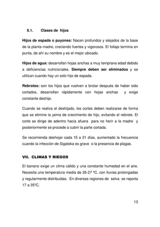 13
6.1. Clases de hijos
Hijos de espada o puyones: Nacen profundos y alejados de la base
de la planta madre, creciendo fuertes y vigorosos. El follaje termina en
punta, de ahí su nombre y es el mejor ubicado.
Hijos de agua: desarrollan hojas anchas a muy temprana edad debido
a deficiencias nutricionales. Siempre deben ser eliminados y se
utilizan cuando hay un solo hijo de espada.
Rebrotes: son los hijos que vuelven a brotar después de haber sido
cortados, desarrollan rápidamente con hojas anchas y exige
constante deshije.
Cuando se realiza el deshijado, los cortes deben realizarse de forma
que se elimine la yema de crecimiento de hijo, evitando el rebrote. El
corte se dirige de adentro hacia afuera para no herir a la madre y
posteriormente se procede a cubrir la parte cortada.
Se recomienda deshojar cada 15 a 21 días, aumentado la frecuencia
cuando la infección de Sigatoka es grave o la presencia de plagas.
El banano exige un clima cálido y una constante humedad en el aire.
Necesita una temperatura media de 26-27 ºC, con lluvias prolongadas
y regularmente distribuidas. En diversas regiones de selva se reporta
17 a 35ºC.
 