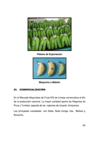 20
Plátano de Exportación
Moquicho o Maleño
En el Mercado Mayoristas de Fruta Nº2 de Limase comercializa el 8%
de la producción nacional. La mayor cantidad aporta las Regiones de
Piura y Tumbes, seguida de las regiones de Ucayali, Amazonas.
Las principales variedades son Seda, Seda Congo, Isla, Bellaco y
Bizcocho.
 