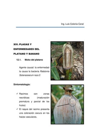 23
Ing. Luis Colonia Coral
12.1. Moko del platano
Agente causal: la enfermedad
la causa la bacteria Ralstonia
Solanacearum raza 2
Sintomatología:
Racimos con zonas
necróticas (maduración
prematura y parcial de los
frutos)
El raquis del racimo presenta
una coloración oscura en los
haces vasculares.
 