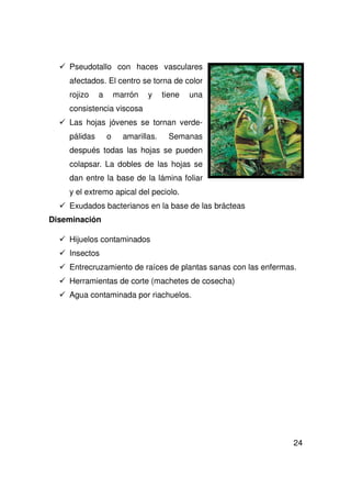 24
Pseudotallo con haces vasculares
afectados. El centro se torna de color
rojizo a marrón y tiene una
consistencia viscosa
Las hojas jóvenes se tornan verde-
pálidas o amarillas. Semanas
después todas las hojas se pueden
colapsar. La dobles de las hojas se
dan entre la base de la lámina foliar
y el extremo apical del peciolo.
Exudados bacterianos en la base de las brácteas
Diseminación
Hijuelos contaminados
Insectos
Entrecruzamiento de raíces de plantas sanas con las enfermas.
Herramientas de corte (machetes de cosecha)
Agua contaminada por riachuelos.
 