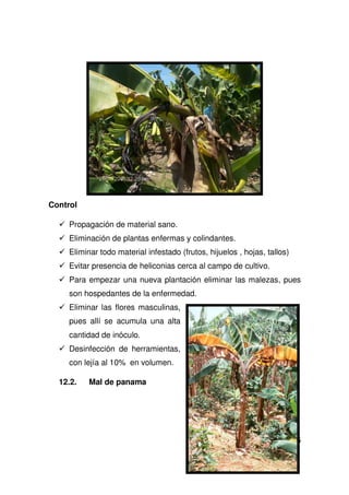 25
Control
Propagación de material sano.
Eliminación de plantas enfermas y colindantes.
Eliminar todo material infestado (frutos, hijuelos , hojas, tallos)
Evitar presencia de heliconias cerca al campo de cultivo.
Para empezar una nueva plantación eliminar las malezas, pues
son hospedantes de la enfermedad.
Eliminar las flores masculinas,
pues allí se acumula una alta
cantidad de inóculo.
Desinfección de herramientas,
con lejía al 10% en volumen.
12.2. Mal de panama
 